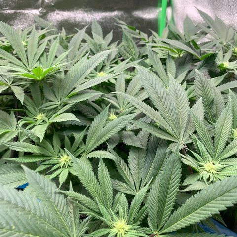 Afghani #1 growlog timeline photo