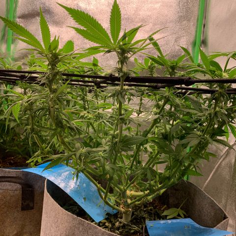 Afghani #1 growlog timeline photo