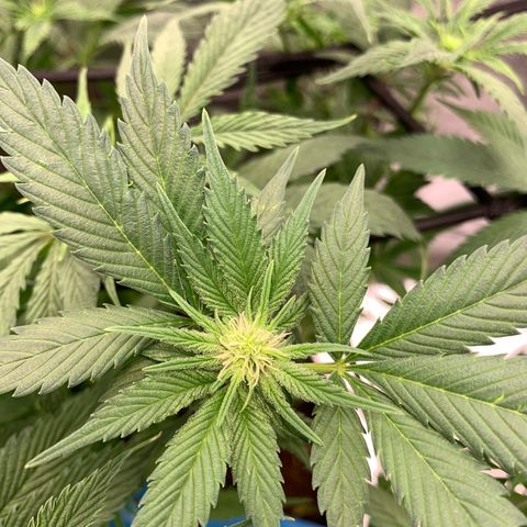 Afghani #2 growlog timeline photo