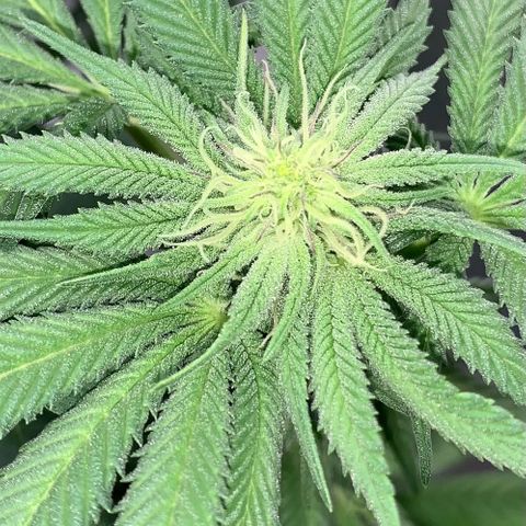 Afghani #2 growlog timeline photo