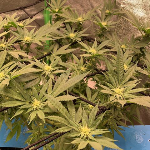 Afghani #2 growlog timeline photo
