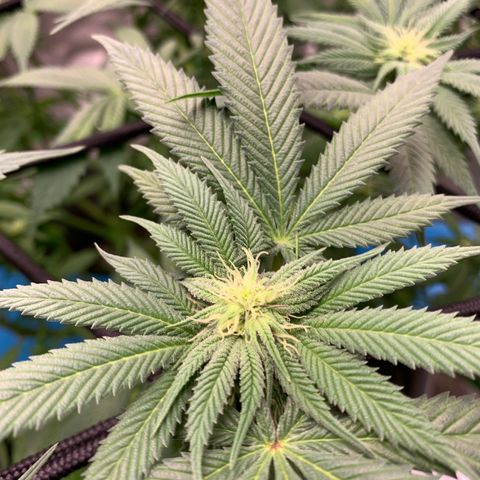 Afghani #2 growlog timeline photo