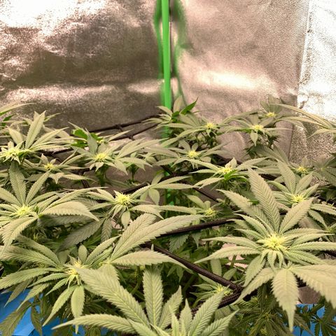 Afghani #2 growlog timeline photo