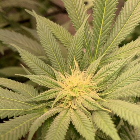 Afghani #1 growlog timeline photo
