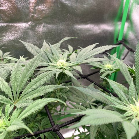 Afghani #2 growlog photo: sintoma de alta dose de fert, proxima rega apenas agua