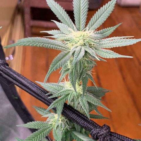 Afghani #1 growlog timeline photo