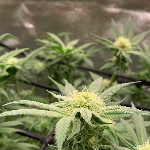 Afghani #1 growlog timeline photo