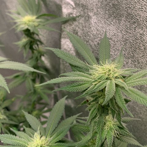 Afghani #1 growlog timeline photo