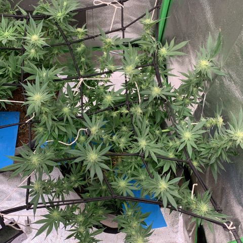 Afghani #1 growlog timeline photo