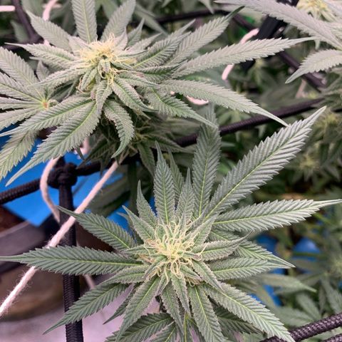 Afghani #1 growlog timeline photo