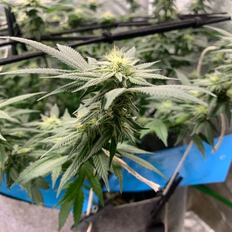 Afghani #2 growlog timeline photo