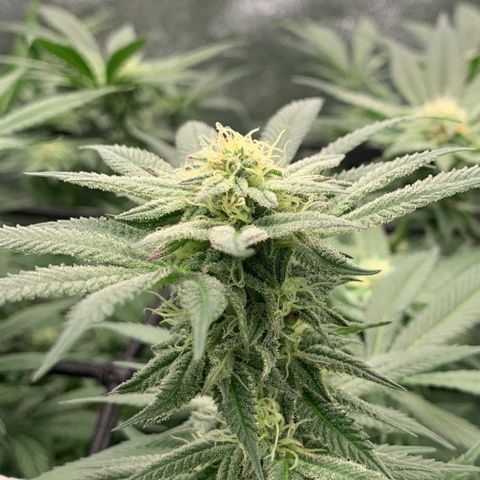 Afghani #2 growlog timeline photo