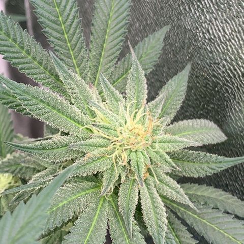 Afghani #2 growlog timeline photo