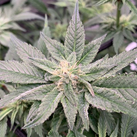 Afghani #2 growlog timeline photo