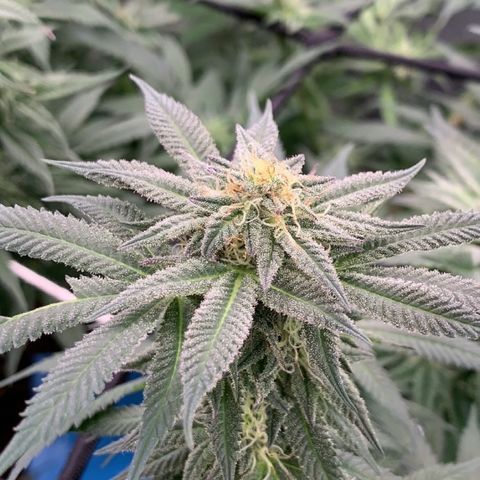 Afghani #2 growlog timeline photo
