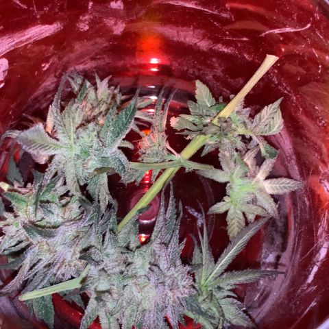 Afghani #2 growlog timeline photo