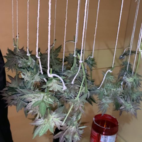 Afghani #2 growlog timeline photo