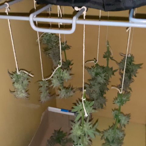 Afghani #2 growlog timeline photo