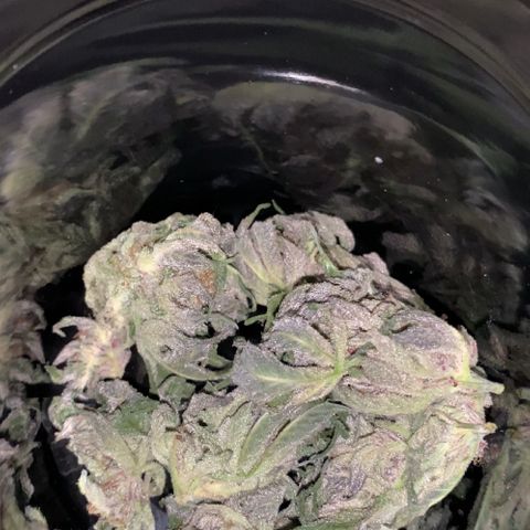 Afghani #2 growlog timeline photo