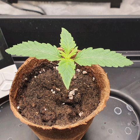 Green Crack growlog timeline photo