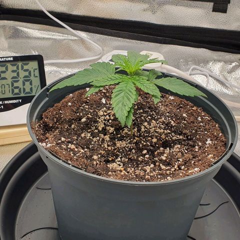 Green Crack growlog photo: Couple of slight deformations in the newest leaves. Could be the light intensity, or transplant shock. Raised light up another few inches and set to 50 on the dial. Generally looking good beside that so not too worried.