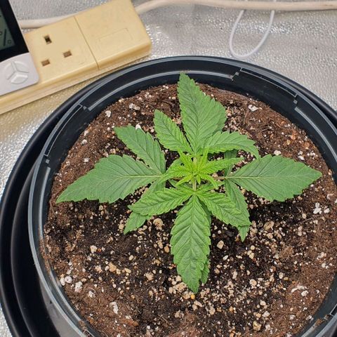Green Crack growlog photo: Couple of slight deformations in the newest leaves. Could be the light intensity, or transplant shock. Raised light up another few inches and set to 50 on the dial. Generally looking good beside that so not too worried.