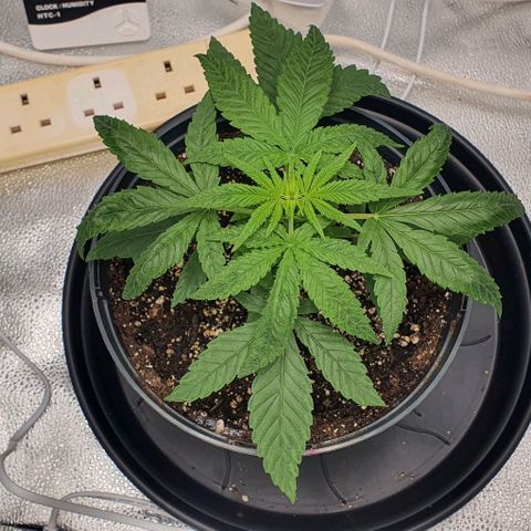 Green Crack growlog timeline photo