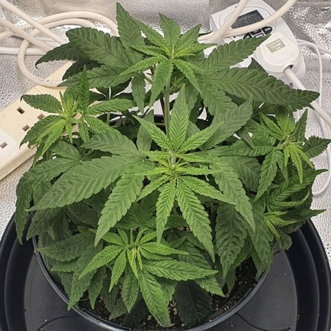 Green Crack growlog timeline photo