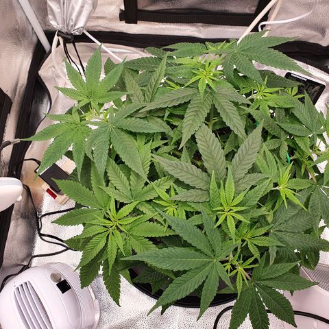 Green Crack growlog timeline photo