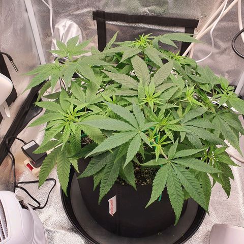 Green Crack growlog timeline photo