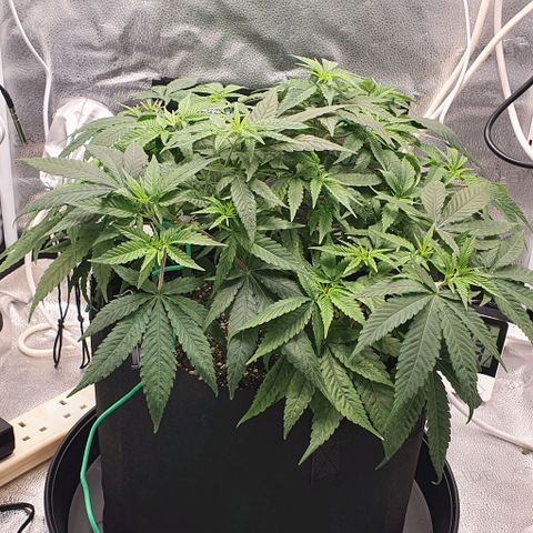 Green Crack growlog timeline photo