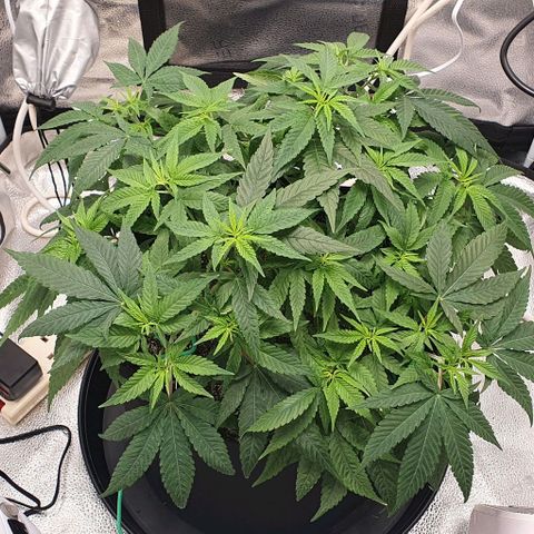 Green Crack growlog timeline photo