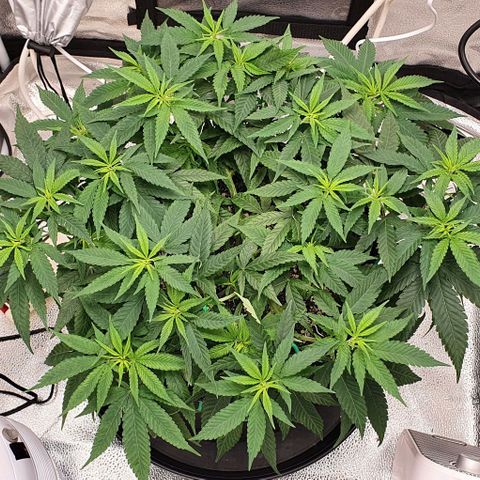 Green Crack growlog timeline photo