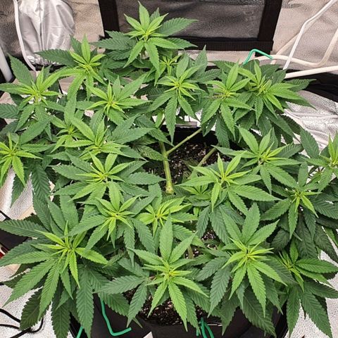 Green Crack growlog timeline photo