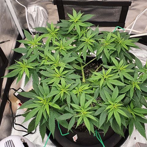 Green Crack growlog timeline photo