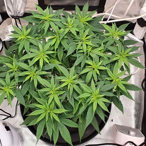 Green Crack growlog timeline photo