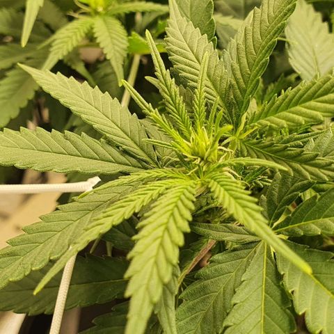 Green Crack growlog photo: Early flower.