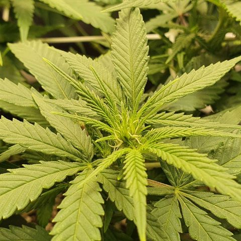 Green Crack growlog photo: Early flower.