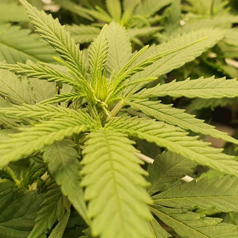 Green Crack growlog photo: Early flower.
