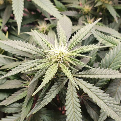 Green Crack growlog timeline photo