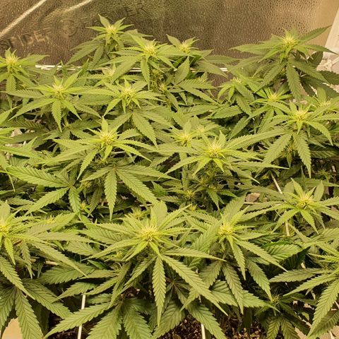 Green Crack growlog timeline photo