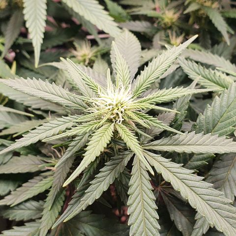 Green Crack growlog timeline photo