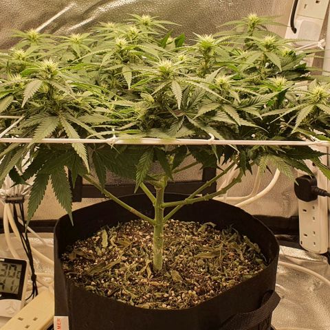 Green Crack growlog timeline photo