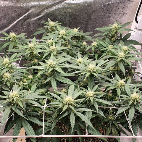 Green Crack growlog timeline photo