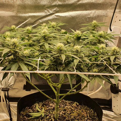 Green Crack growlog timeline photo