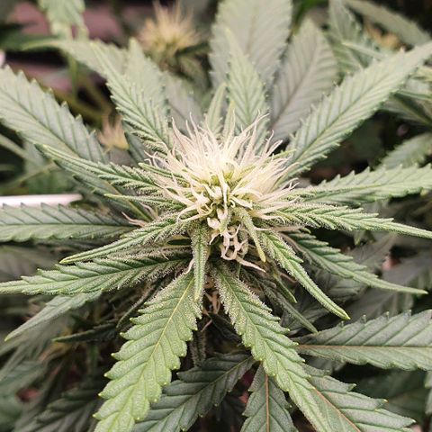 Green Crack growlog timeline photo