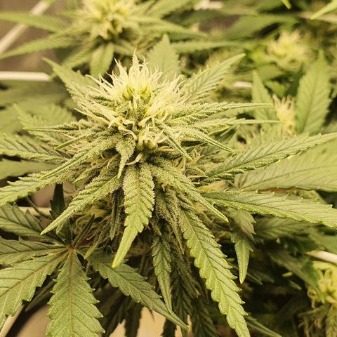 Green Crack growlog timeline photo