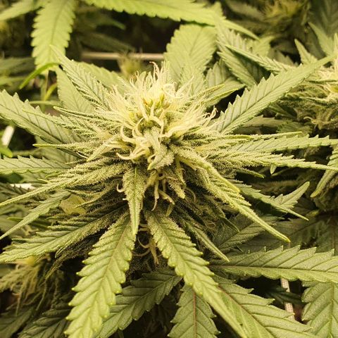 Green Crack growlog timeline photo