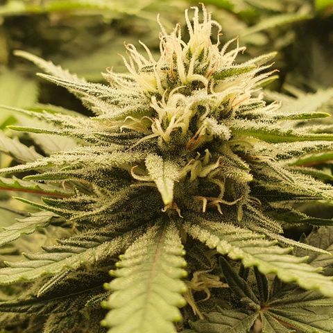 Green Crack growlog timeline photo