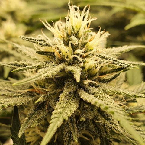 Green Crack growlog timeline photo